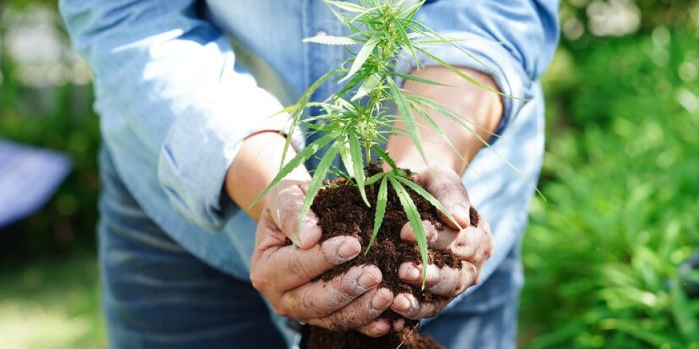 marijuana-growing-with-hand